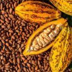 cacao22-nature-biologique-cameroun