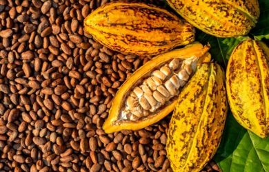 cacao22-nature-biologique-cameroun